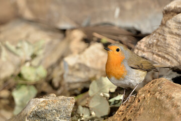 petirrojo europeo bebiendo en el estanque del parque (Erithacus rubecula) Ojén Málaga España	