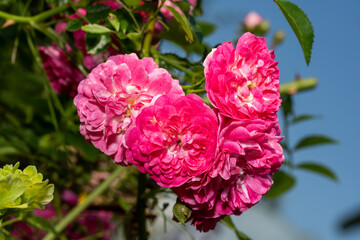 Shrub rose, wild rose, with bright pink flowers, against a blue sky