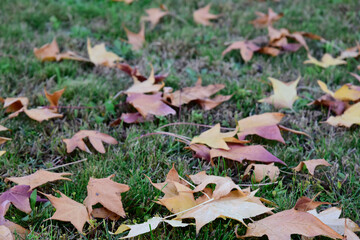 Autumn Foliage Dropped From the Trees on the Grass