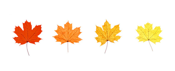 Fototapeta premium autumn maple leaves isolated