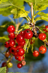 Red currant bush on a sunny summer morning against the background of a bright blue sky