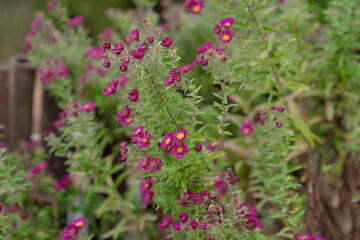 Obraz premium Close up of a group of pink flowers in the garden