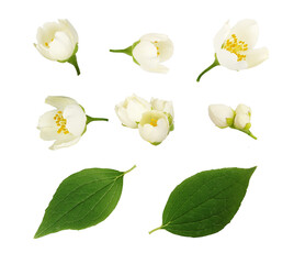 Set of jasmine (Philadelphus) flowers and leaves
