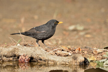 mirlo en el estanque del parque (Turdus merula) Ojén Málaga España	