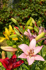 glade with lilies of different colors, yellow, pink, red, against the background of currant bushes