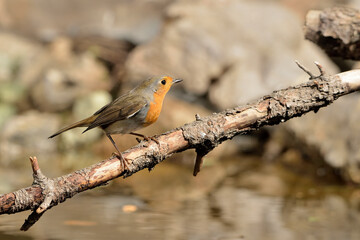 petirrojo europeo posado en una rama (Erithacus rubecula) Ojén Málaga España	