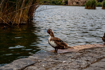 A duck on the shore of the lake scratches itself and looks at the horizon.