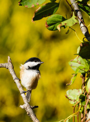 Black Capped Chickadee