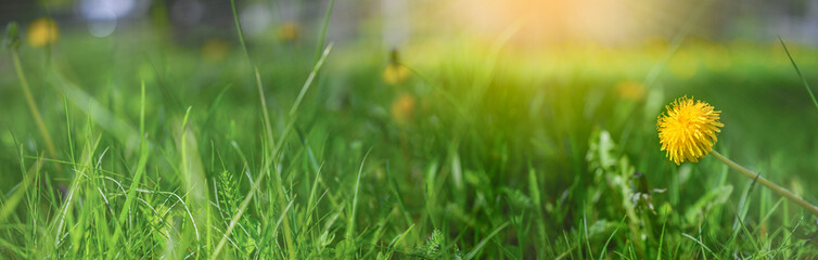A garden of yellow blooming flowers with green grass background with fresh sunlight