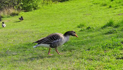 Gänse und Enten