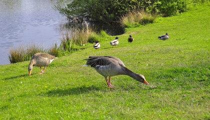 Gänse und Enten