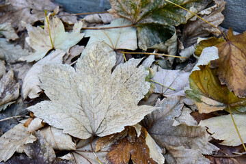 Autumn Foliage Dropped From the Trees on the Grass