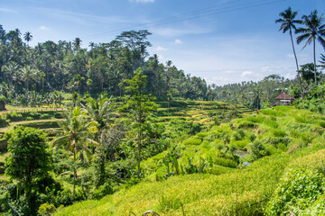 Fototapeta na wymiar A wide range of agricultural field to grow rice with greenery in countryside with beautiful view