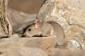 rata comiendo en el parque (Rattus rattus) Ojén Málaga España	