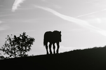 Czarno-biała konturowa sylwetka konia pasącego się o zachodzie słońca na polu