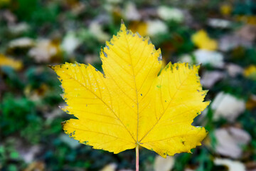 Dropped From the Tree a Yellow Autumn Leaf 