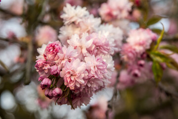 kwiat, roz, kwiat, galąz, roślin, kwitnienie, pora roku, beuty, kwiatowy, piękne, flora, makro