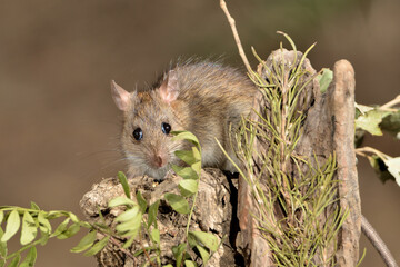 rata comiendo en el parque (Rattus rattus) Ojén Málaga España	