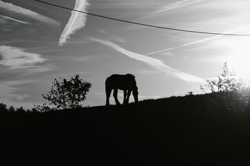 Czarno-biała konturowa sylwetka konia pasącego się o zachodzie słońca na polu - obrazy, fototapety, plakaty