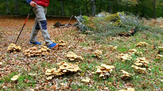 Hiker man photographing mushrooms (Gymnopus confluens) in a beechwood. Urbasa-Andia Natural Park. Navarre, Spain, Europe. 4K.