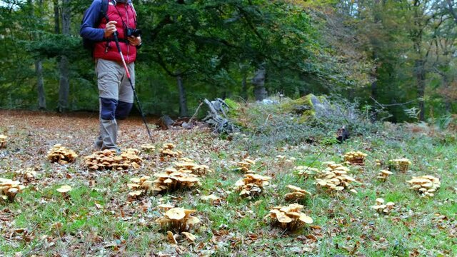 Hiker man photographing mushrooms (Gymnopus confluens) in a beechwood. Urbasa-Andia Natural Park. Navarre, Spain, Europe. 4K.