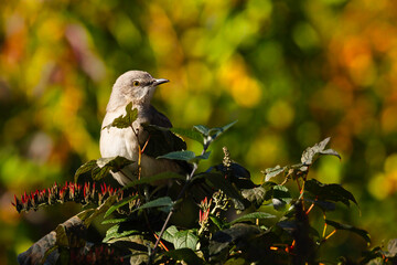 Mockingbird in Colors