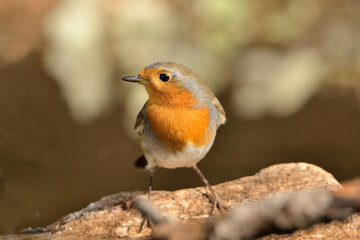 petirrojo europeo posado en una rama (Erithacus rubecula) Ojén Málaga España	
