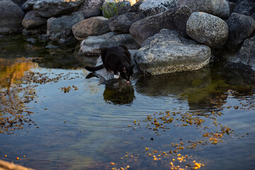 Black cat drinking sea water