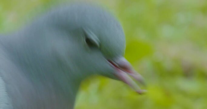 Big close up of Stock Dove.
