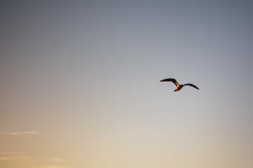 Sea gull in flight during sunset