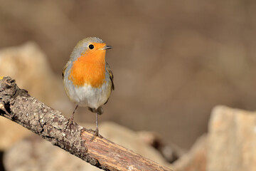 petirrojo europeo posado en una rama (Erithacus rubecula) Oj&eacute;n M&aacute;laga Espa&ntilde;a	