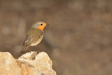 Fototapeta premium petirrojo europeo posado en una piedra del estanque del parque (Erithacus rubecula) Ojén Málaga España 
