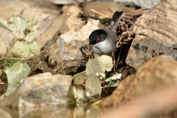 curruca cabecinegra en el jardín  (Sylvia melanocephala) Ojén Málaga España	