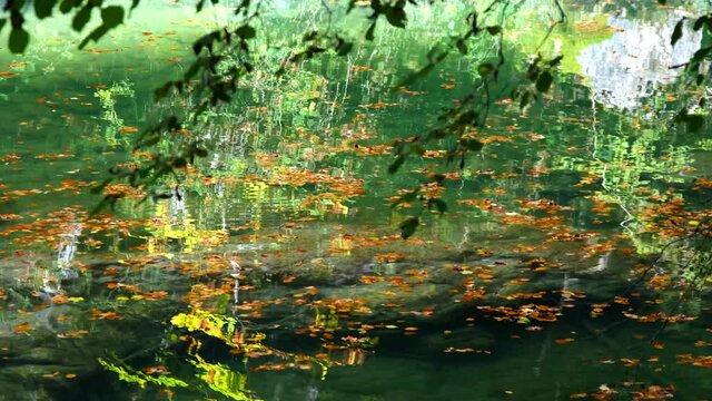 River and fallen leaves. Urederra river source in autumn. Urbasa-Andia Natural Park. Navarre, Spain, Europe. 4K.