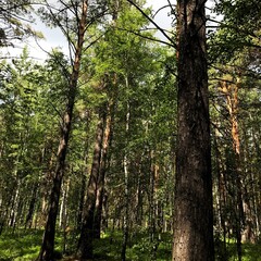 trees in the forest