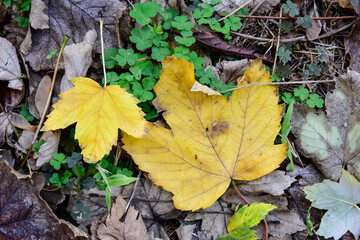 Dropped From the Tree a Yellow Autumn Leaf 