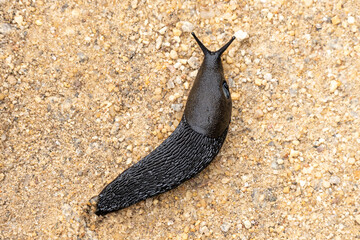 Arion ater, lesma preta do mato