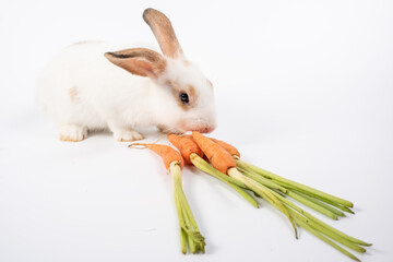 Young little rabbit with fresh carrot isolated on white background.
