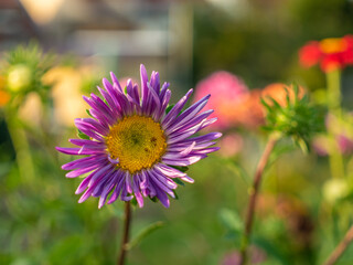 Fototapeta premium Bunte Blumen im Garten