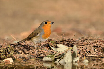 Fototapeta premium petirrojo europeo bebiendo en el estanque (Erithacus rubecula) Ojén Málaga España 