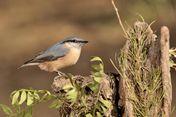 trepador azul posado en una rama en el parque (Sitta europaea) Ojén Málaga España	