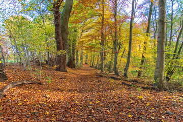 colorful autumn in the forest