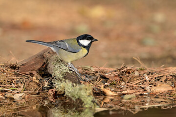 carbonero bebiendo en el estanque del parque (Parus major) Ojén Málaga España	