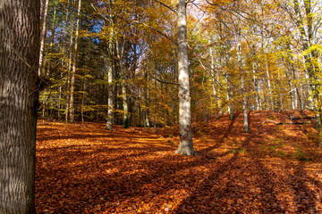 colorful autumn in the forest