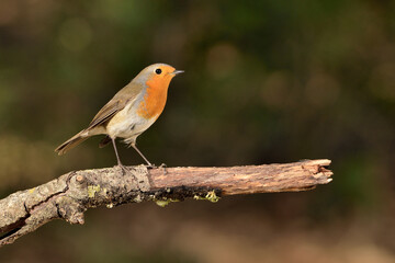 Fototapeta premium petirrojo europeo posado en una rama (Erithacus rubecula) Ojén Málaga España 