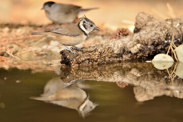 herrerillo capuchino en el estanque del parque   (Lophophanes cristatus) Ojén Málaga España 