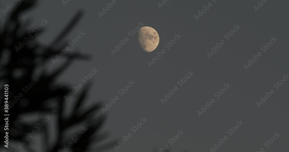 Wall mural waxing gibbous phase of the moon with a tree in the foreground