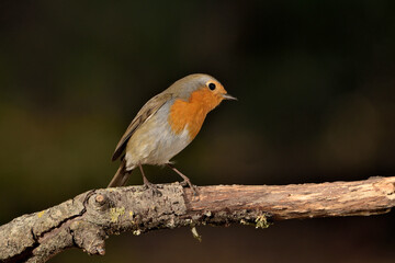 petirrojo europeo posado en una rama (Erithacus rubecula) Ojén Málaga España 