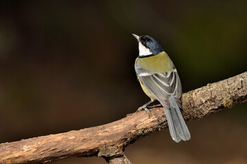 carbonero posado en una rama (Parus major) Ojén Málaga España 