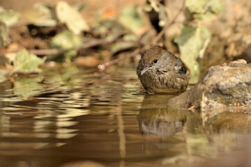 curruca capirotada bañándose en el estanque (Sylvia atricapilla) Ojén Málaga España 